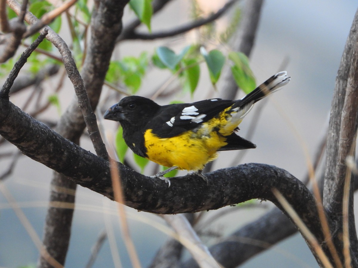 Black-backed Grosbeak - ML643842387