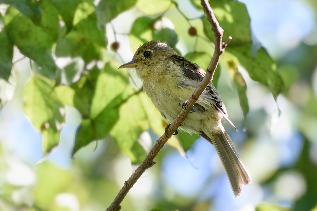 Western Flycatcher (Pacific-slope) - ML643842400