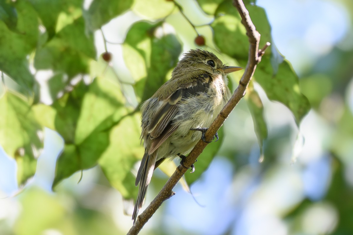 Western Flycatcher (Pacific-slope) - ML643842402