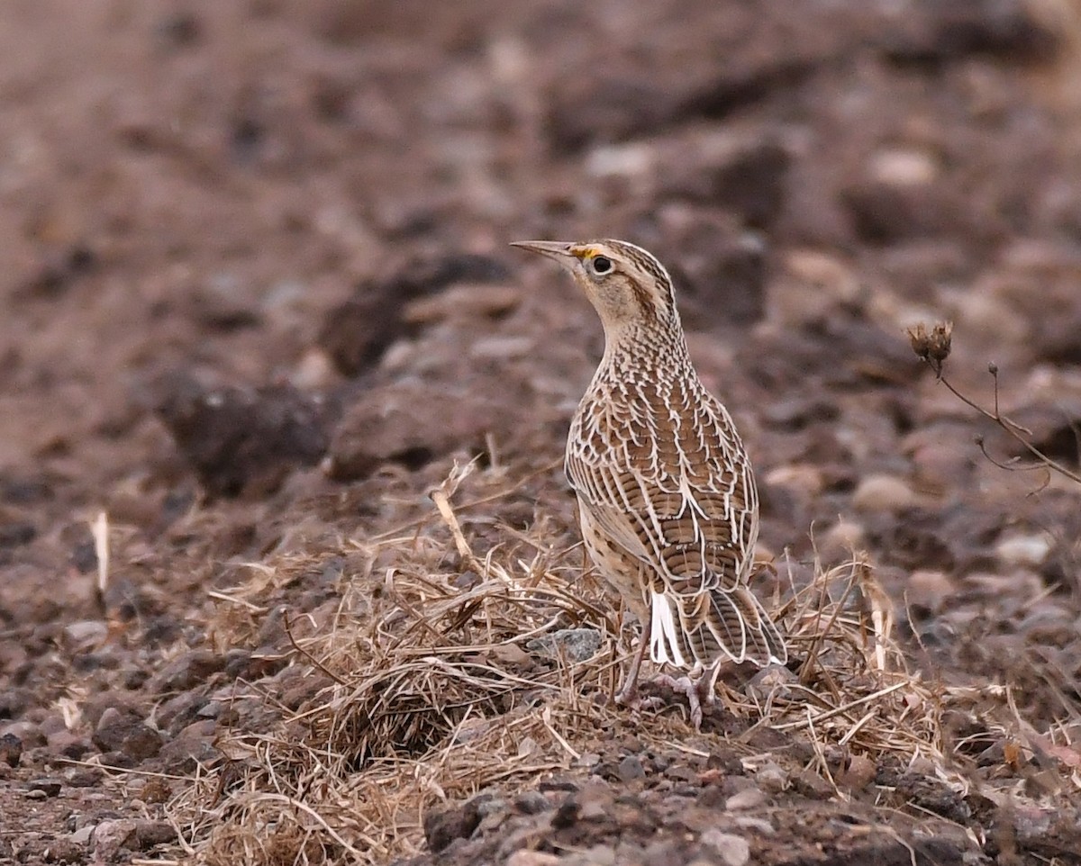 Western Meadowlark - ML643842421