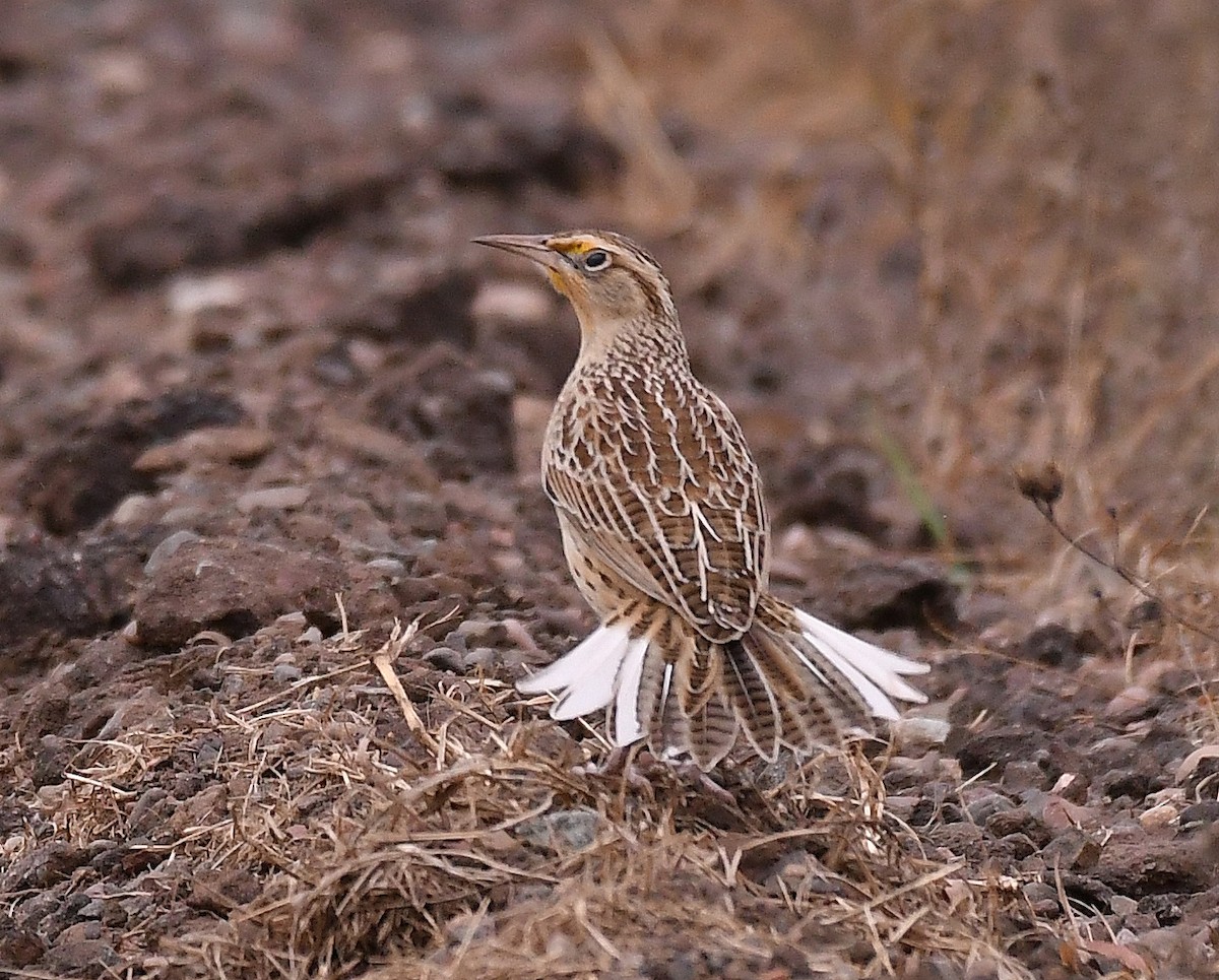 Western Meadowlark - ML643842422