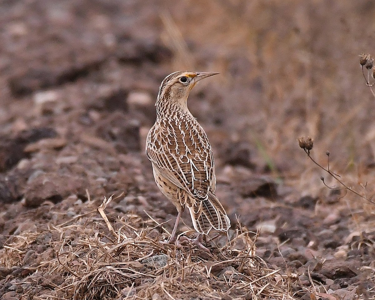 Western Meadowlark - ML643842423