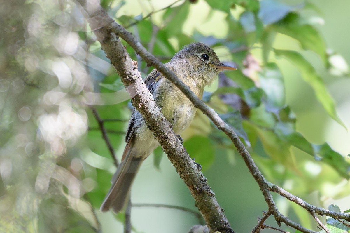 Western Flycatcher (Pacific-slope) - ML643842426