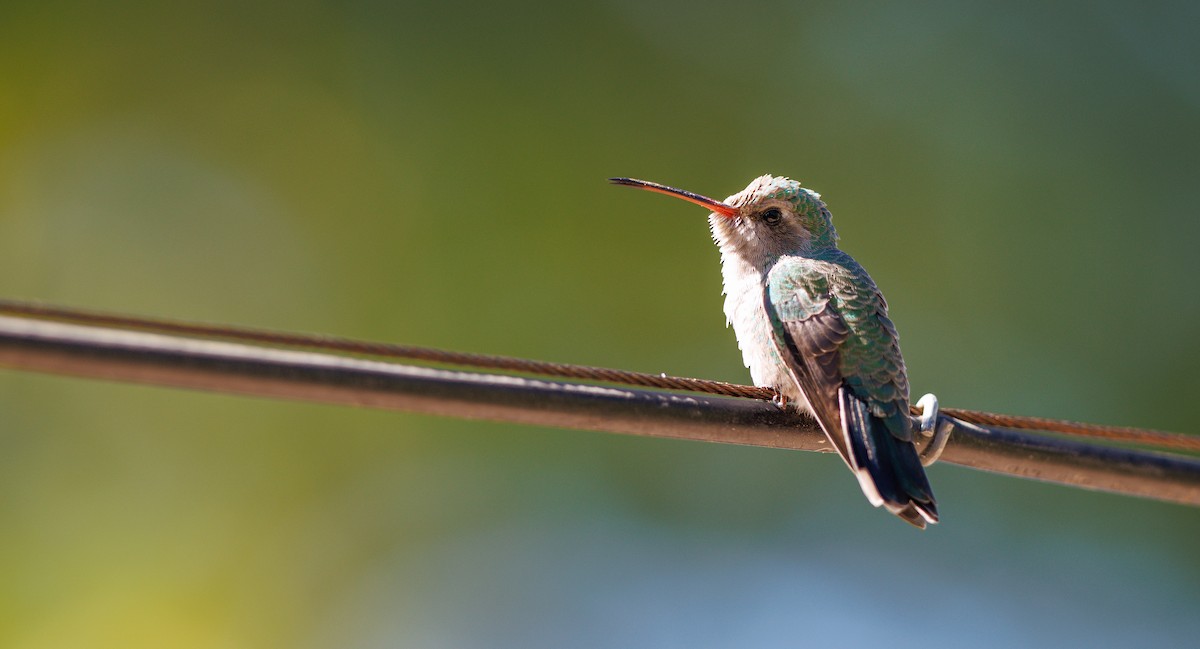 Broad-billed Hummingbird - ML643842428