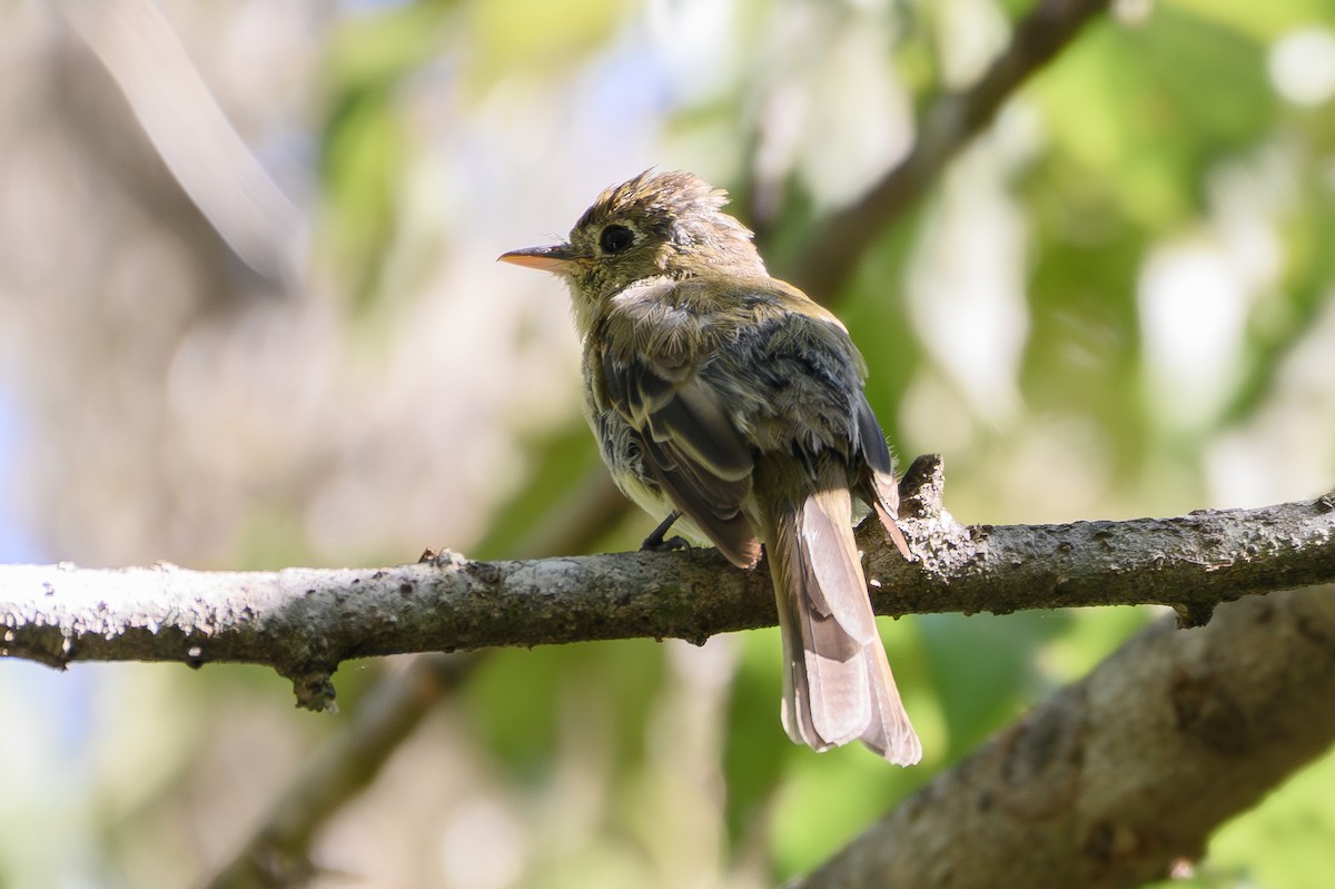 Western Flycatcher (Pacific-slope) - ML643842429
