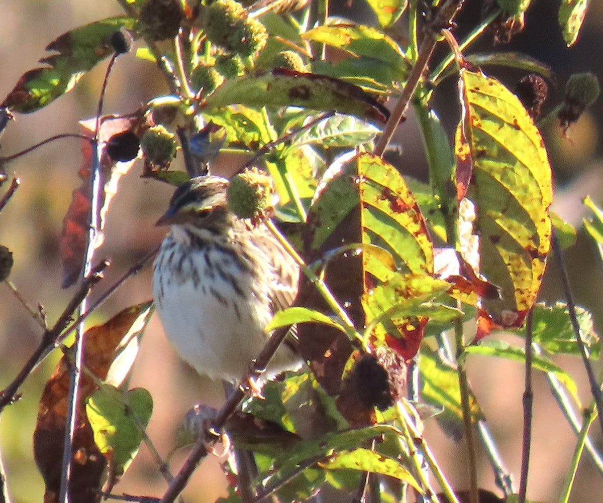 Savannah Sparrow - ML643842437