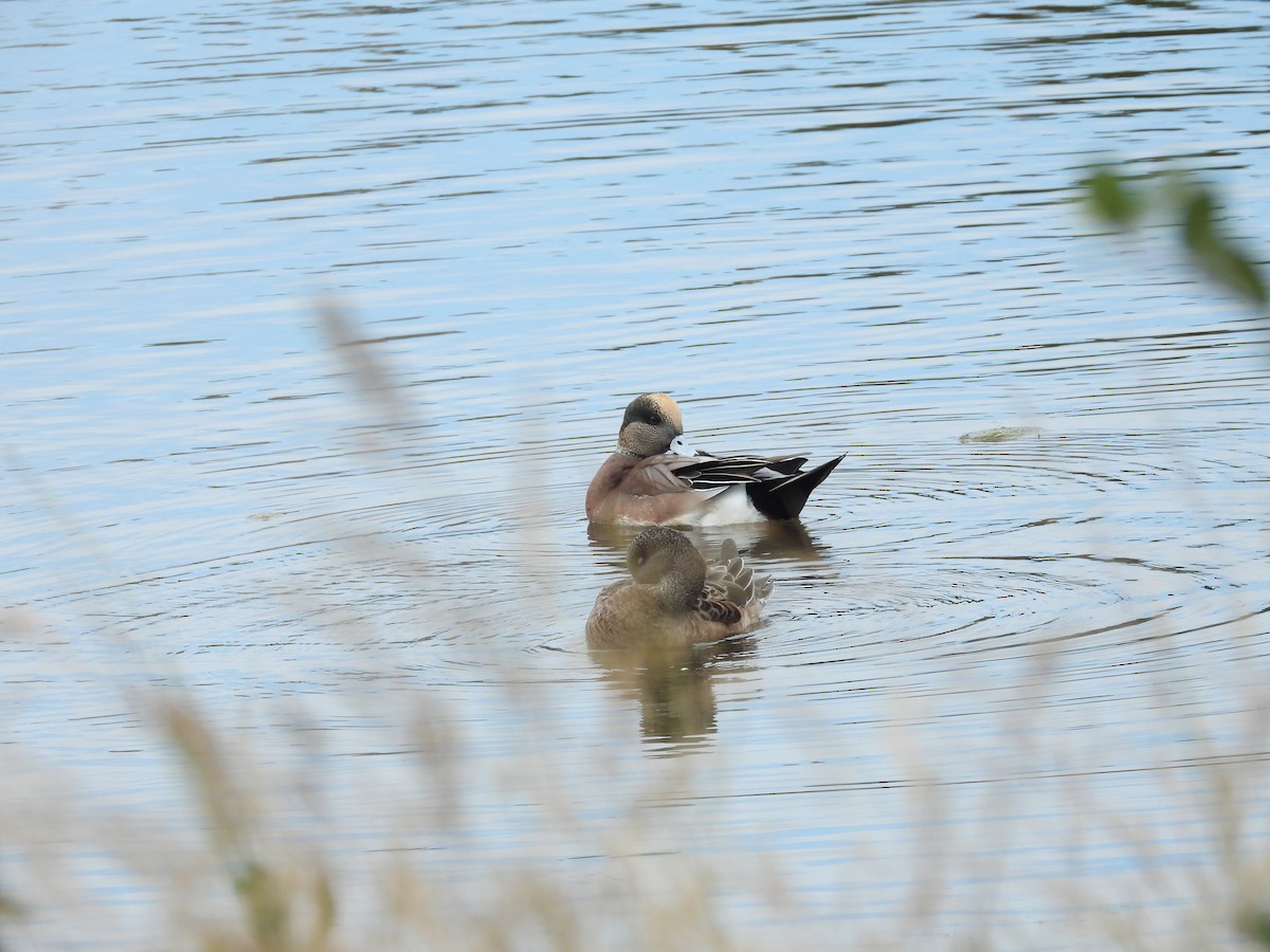 American Wigeon - ML643842498
