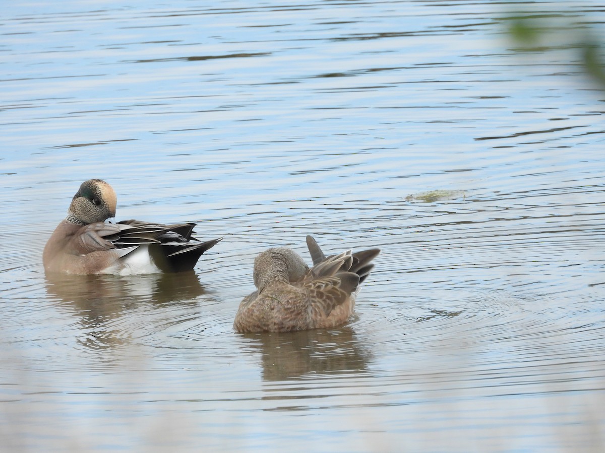 American Wigeon - ML643842502