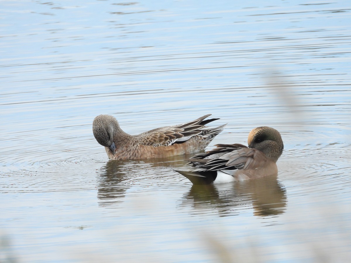 American Wigeon - ML643842506