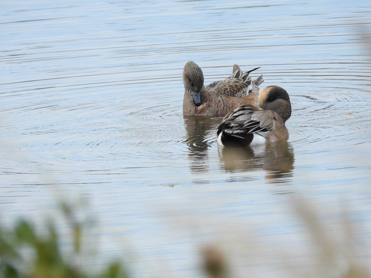 American Wigeon - ML643842519