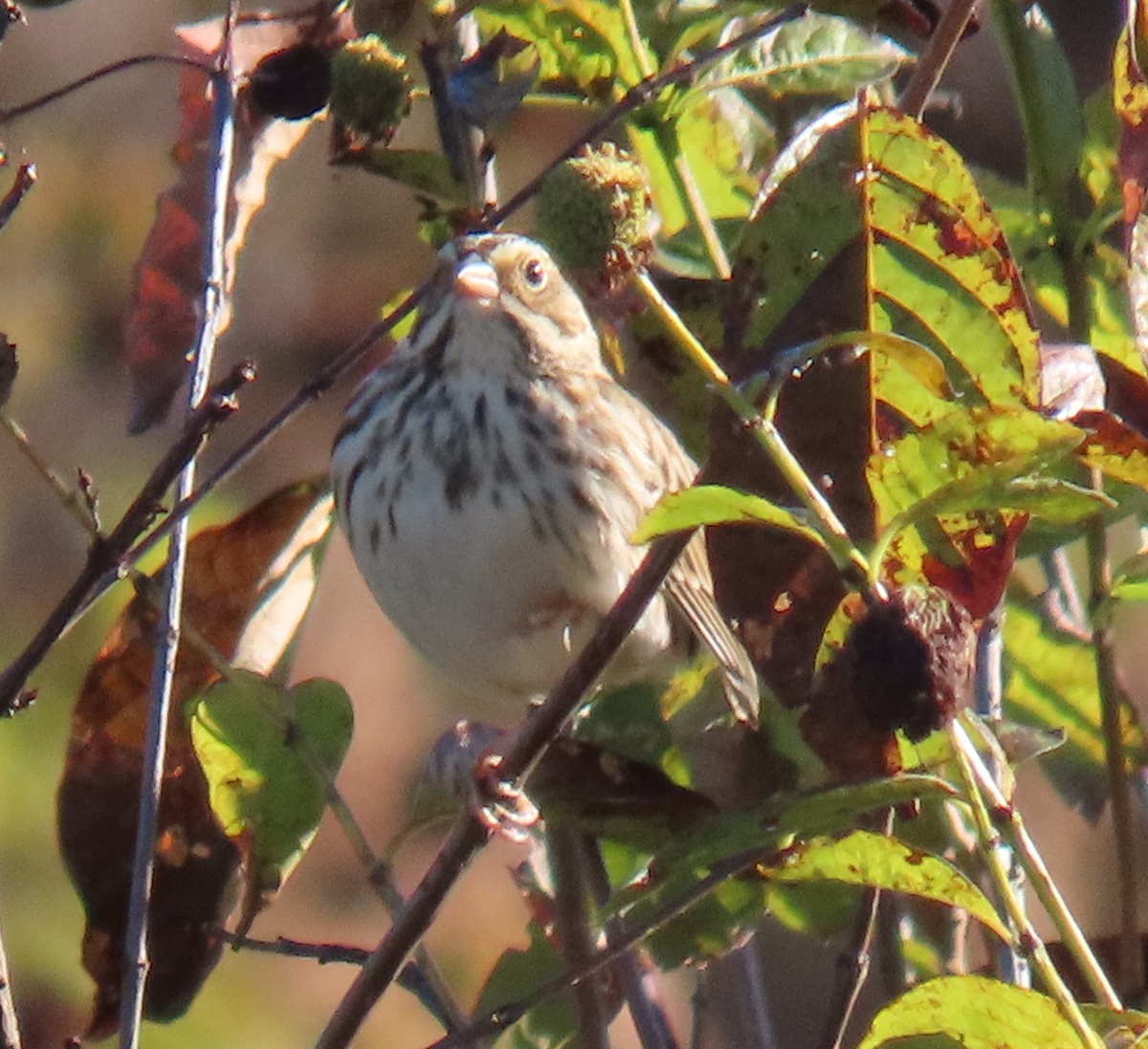 Savannah Sparrow - ML643842522