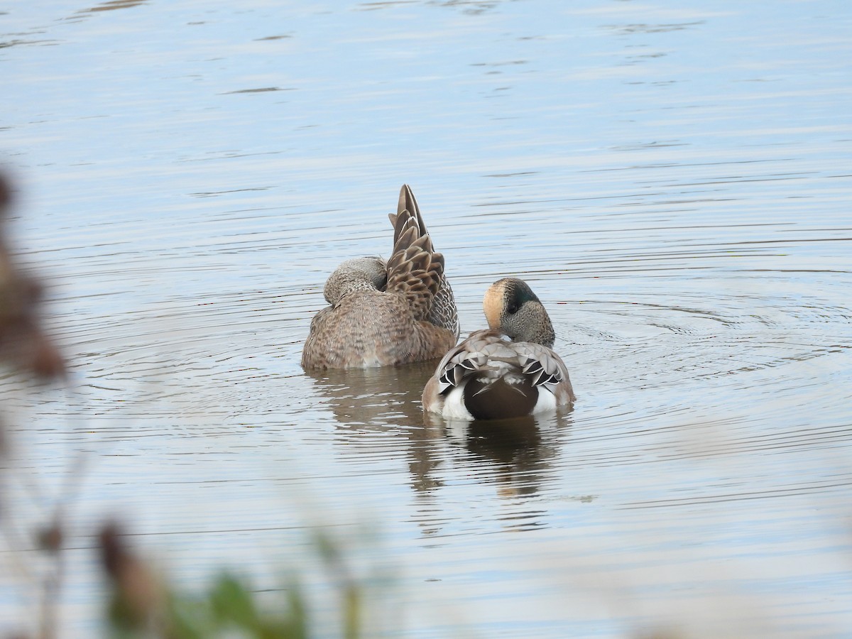 American Wigeon - ML643842524