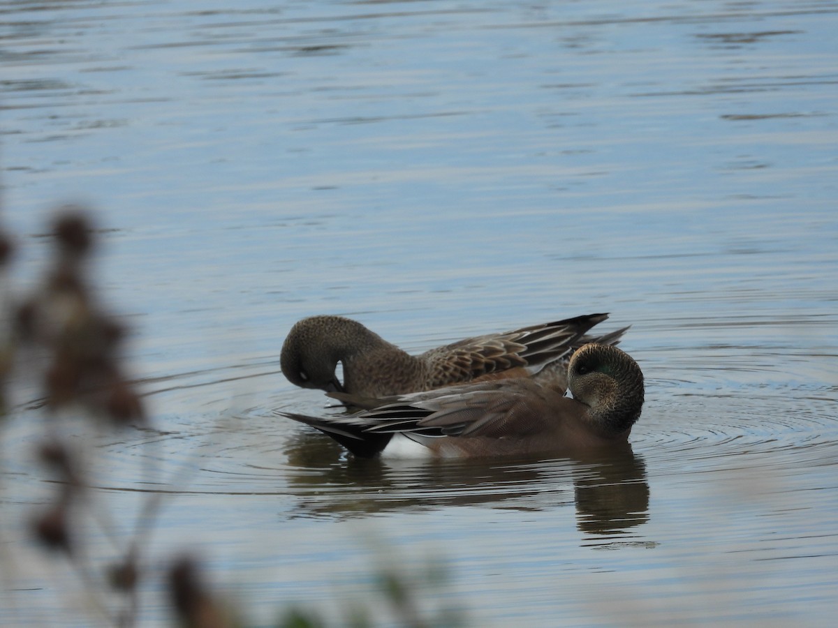 American Wigeon - ML643842529