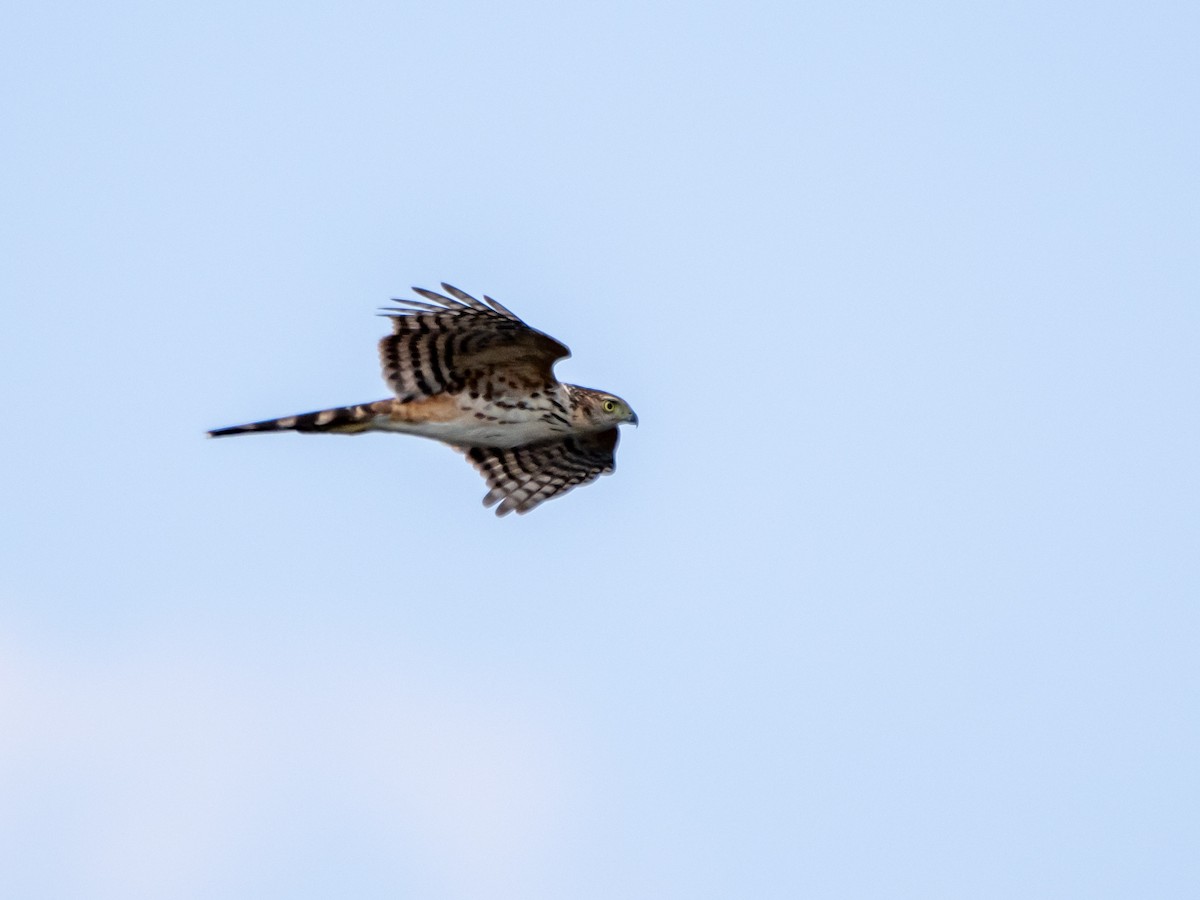 Bicolored Hawk - ML643842563
