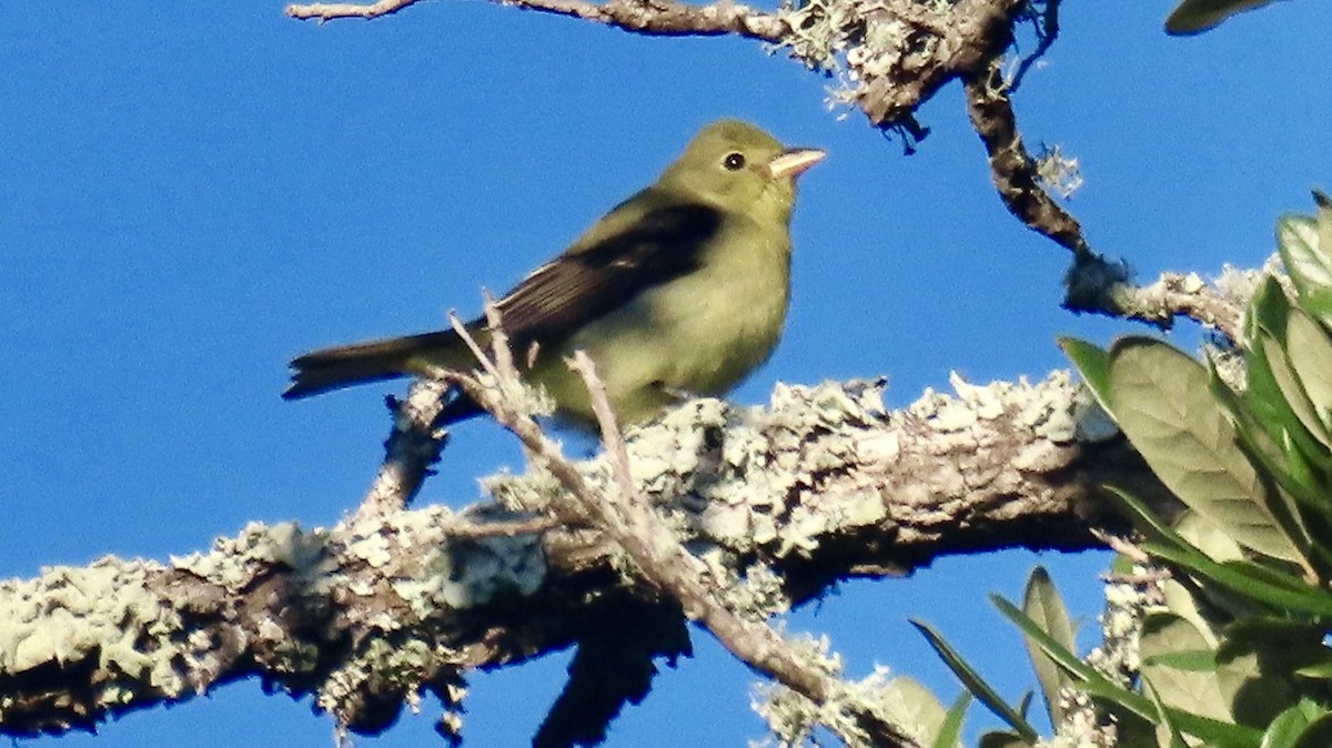 Scarlet Tanager - ML643842589