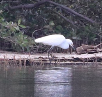 Little Blue Heron - ML643842605