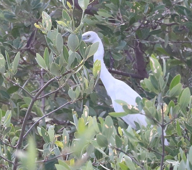 Little Blue Heron - ML643842606