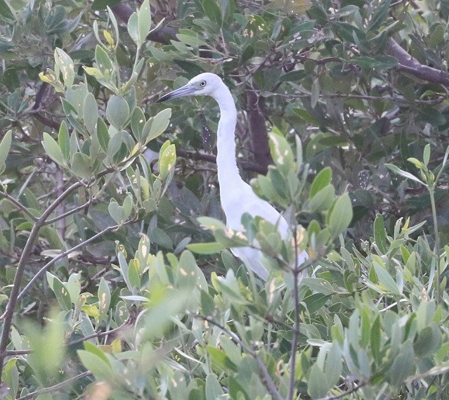 Little Blue Heron - ML643842607