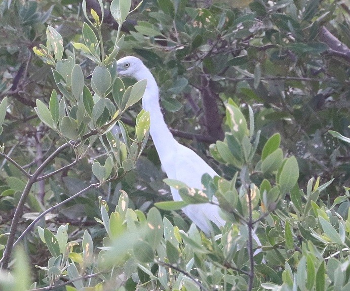 Little Blue Heron - ML643842608