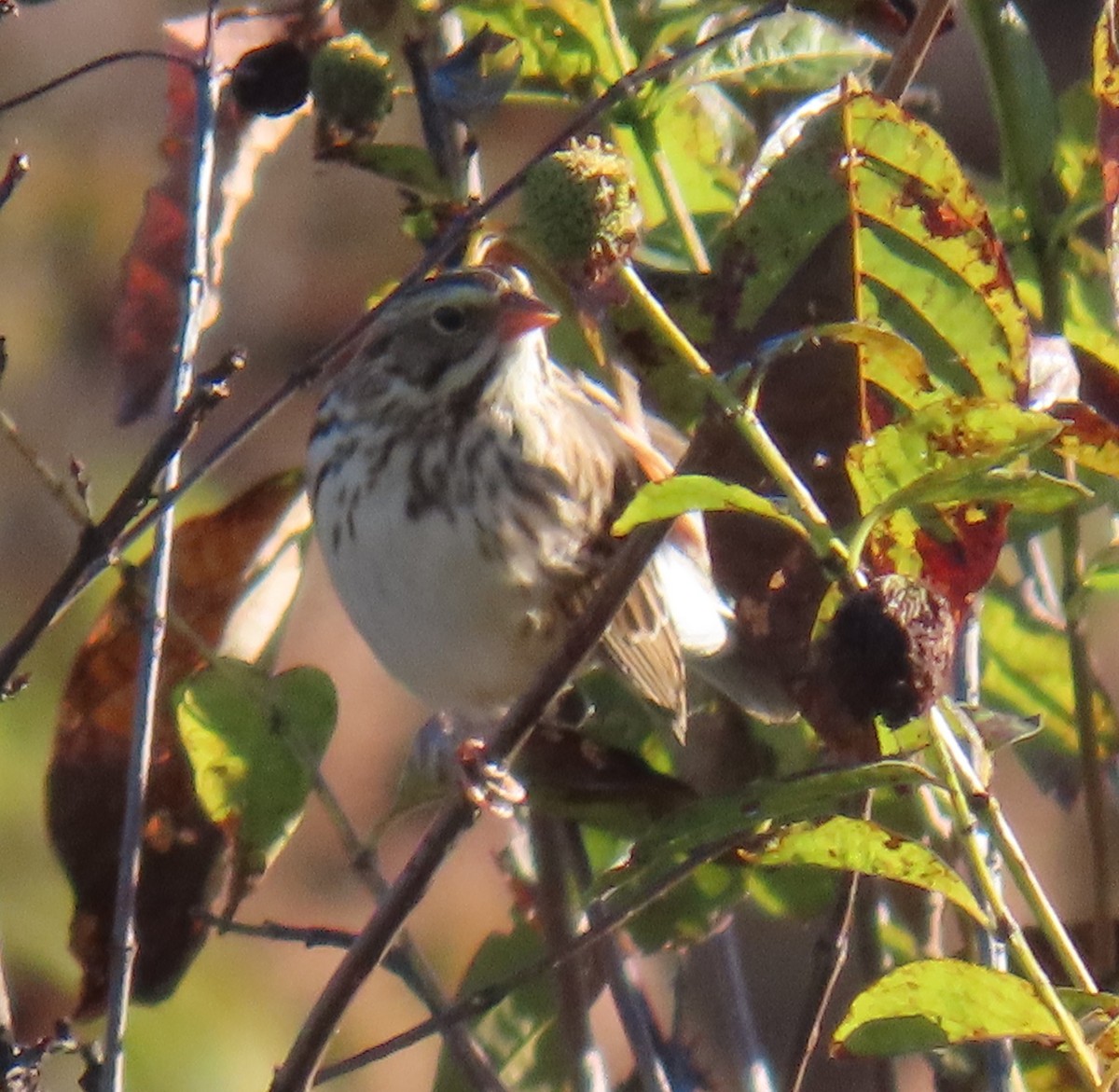 Savannah Sparrow - ML643842625