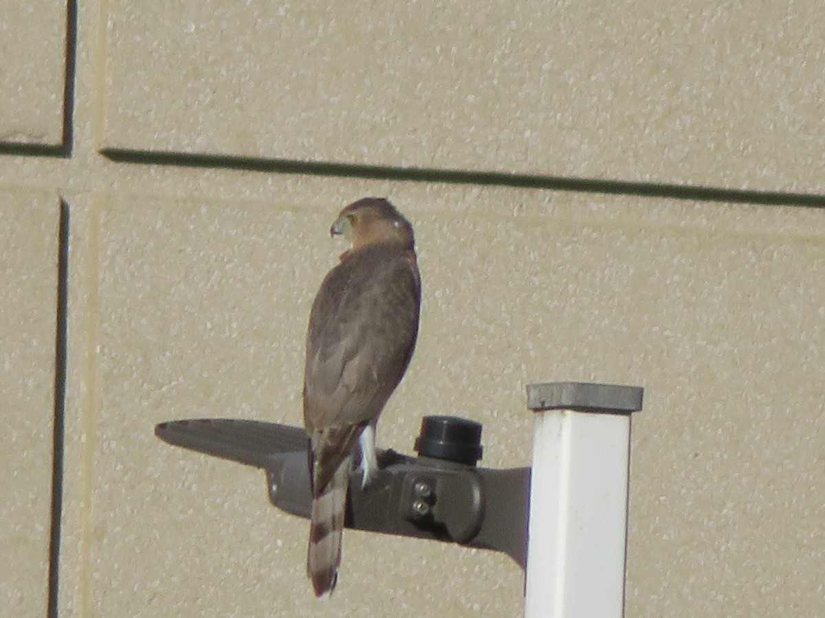 Cooper's Hawk - ML643842627