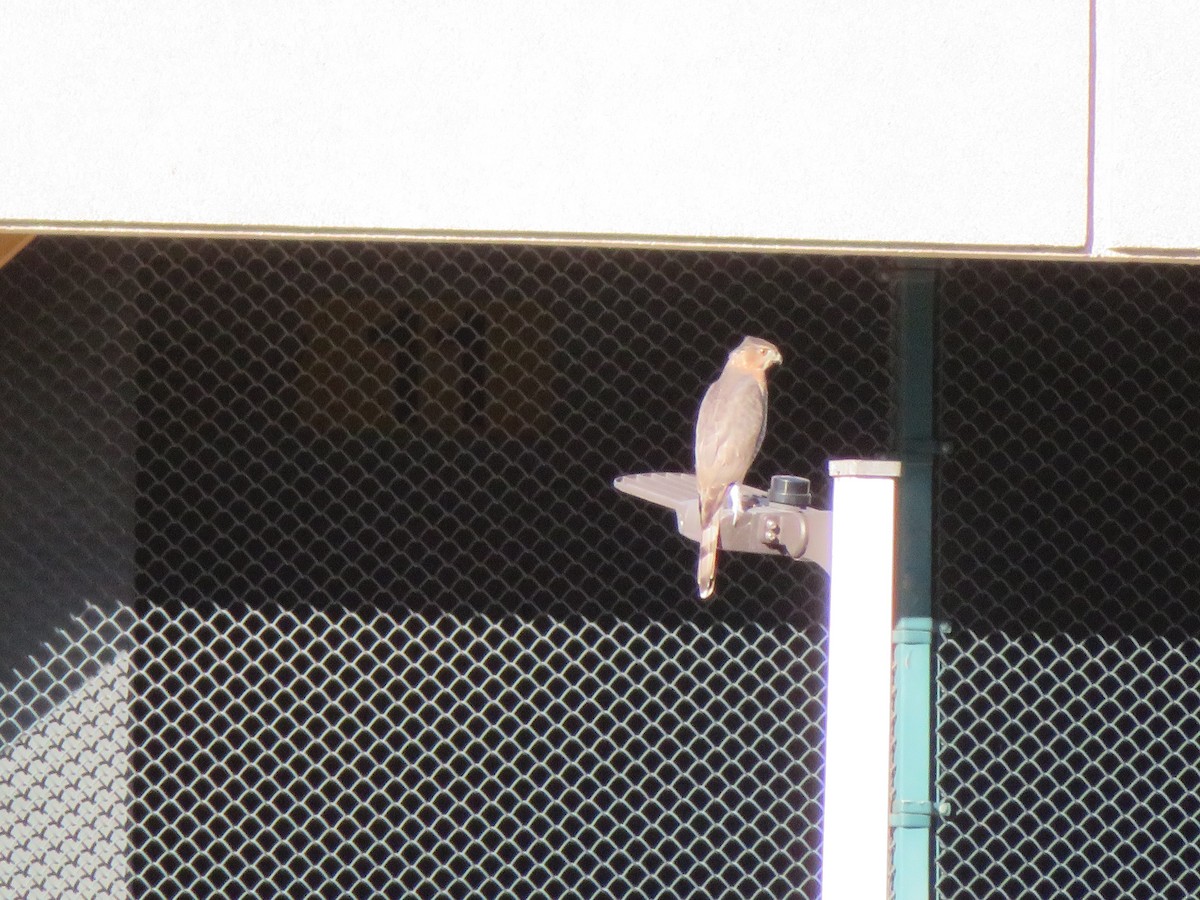 Cooper's Hawk - ML643842628