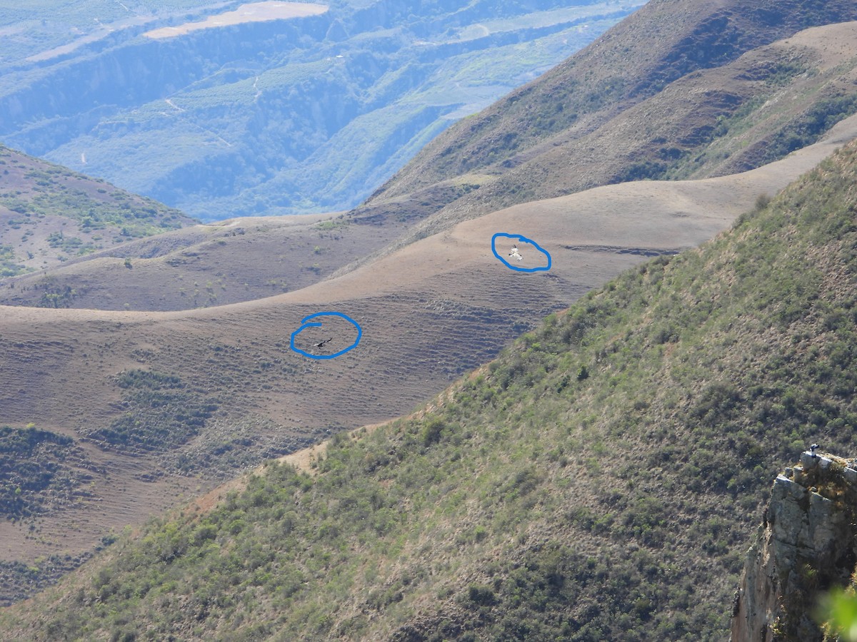 Andean Condor - ML643842637