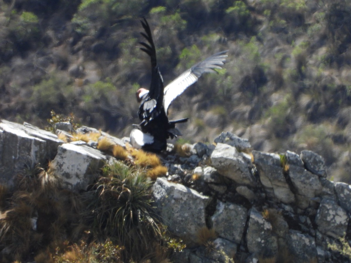 Andean Condor - ML643842638