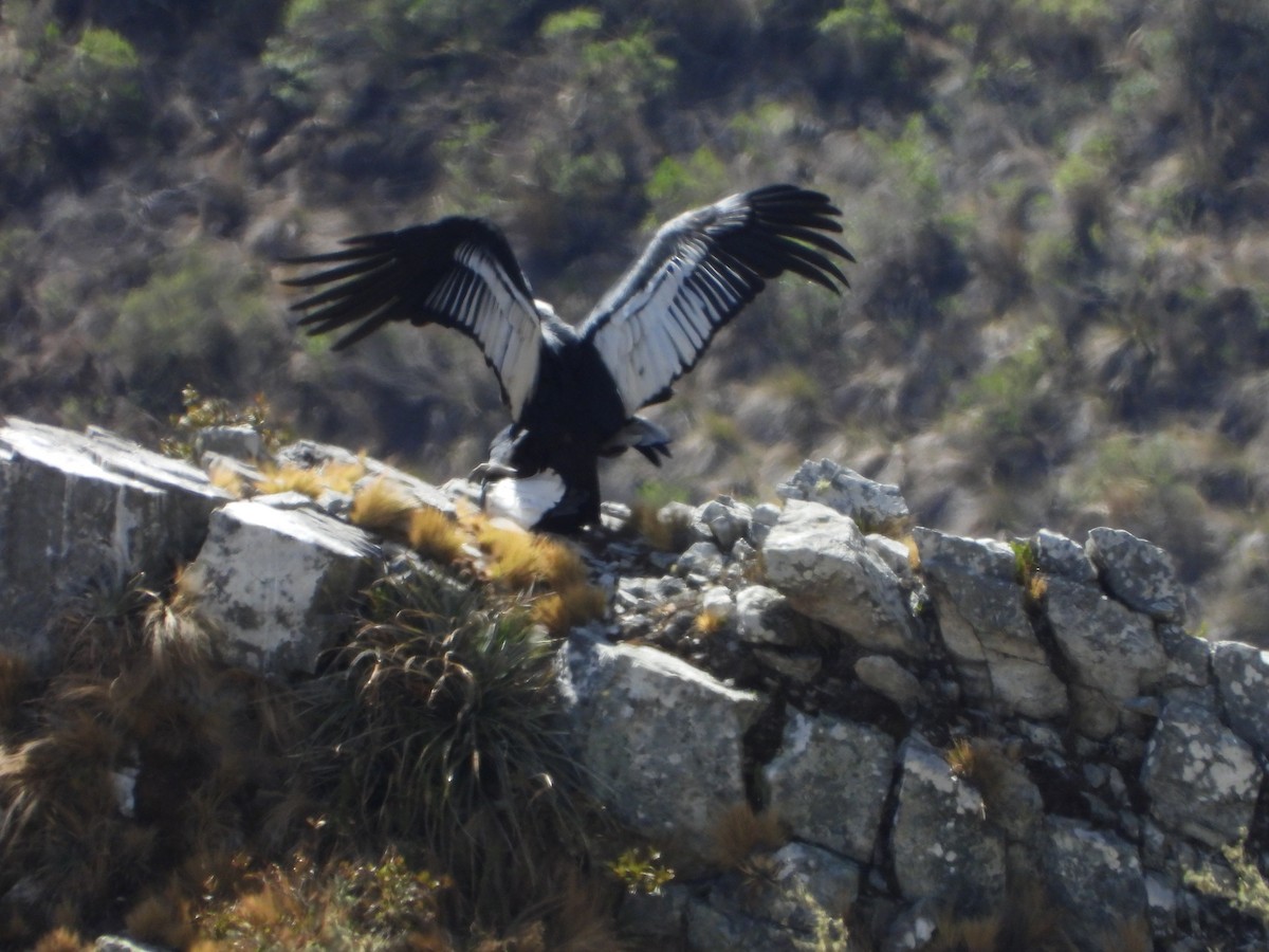 Andean Condor - ML643842639