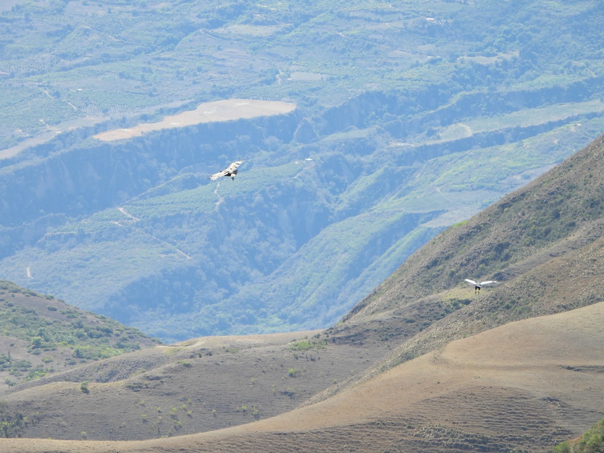 Andean Condor - ML643842640