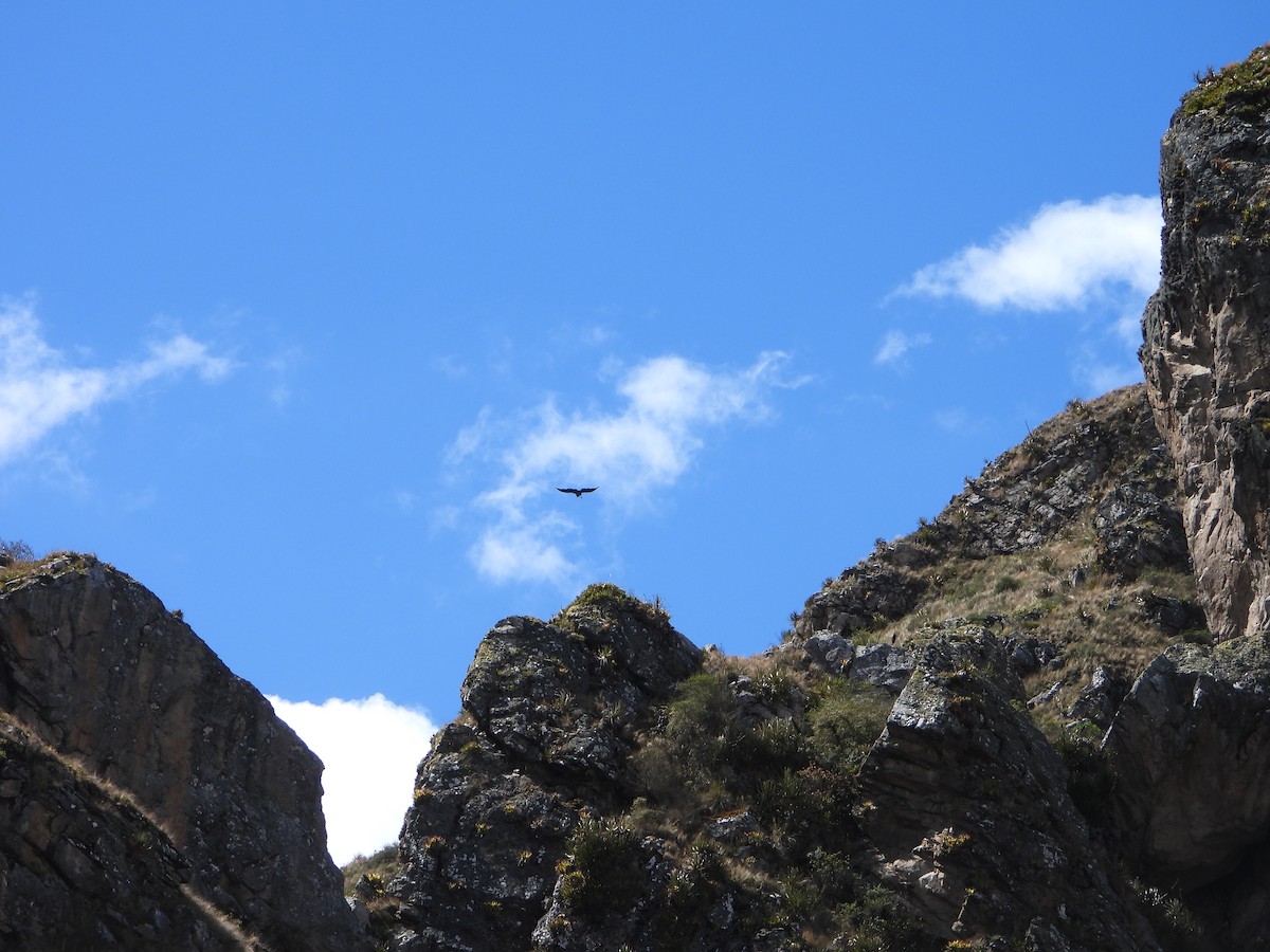 Andean Condor - ML643842643
