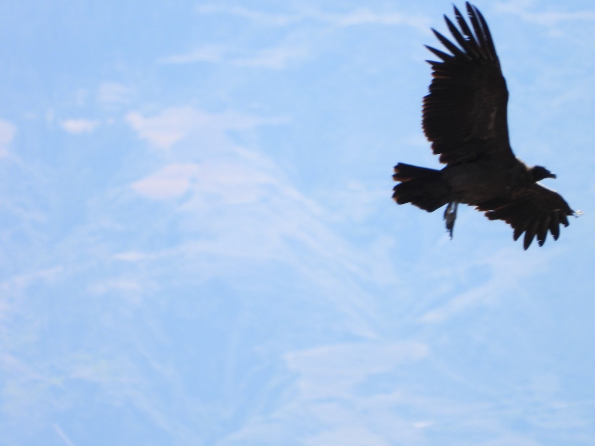 Andean Condor - ML643842647
