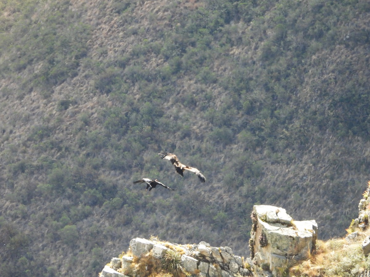Andean Condor - ML643842648