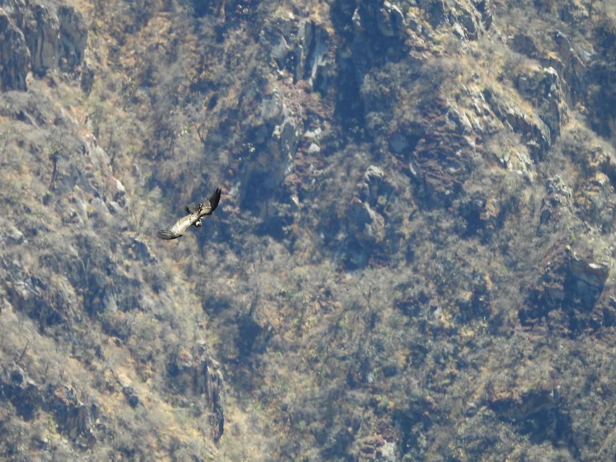 Andean Condor - ML643842649