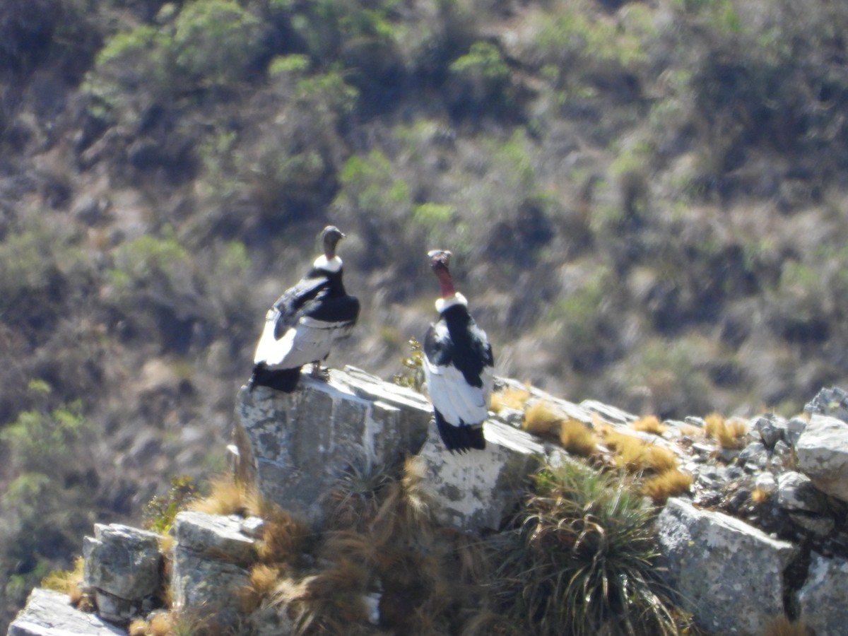 Andean Condor - ML643842650