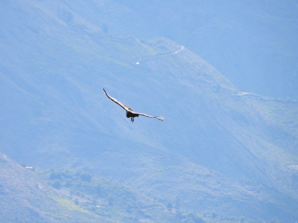 Andean Condor - ML643842651
