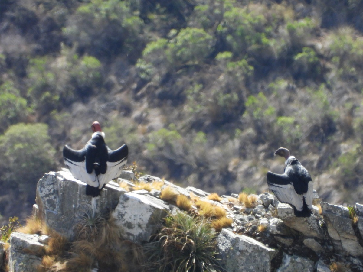 Andean Condor - ML643842654
