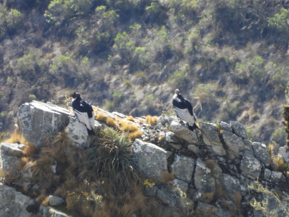 Andean Condor - ML643842655