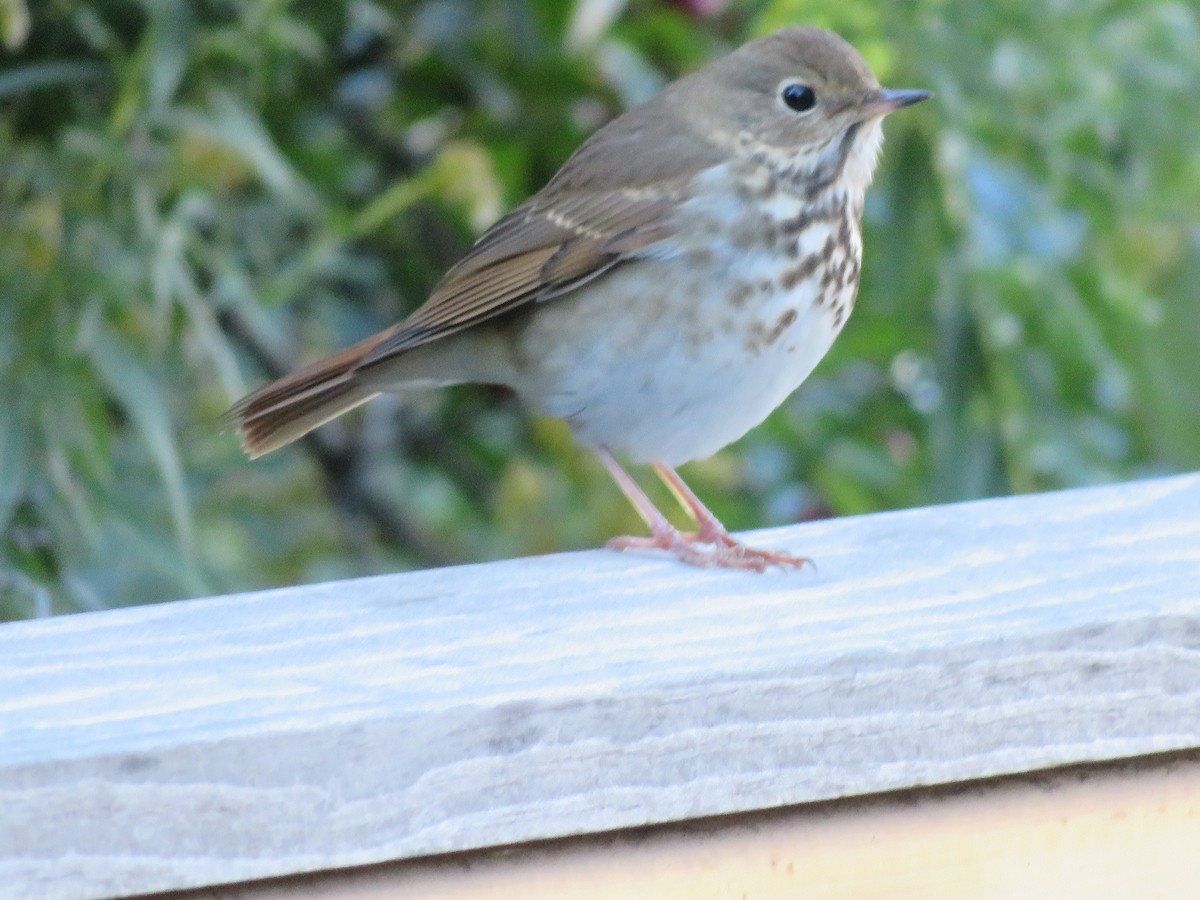Hermit Thrush - ML643842669