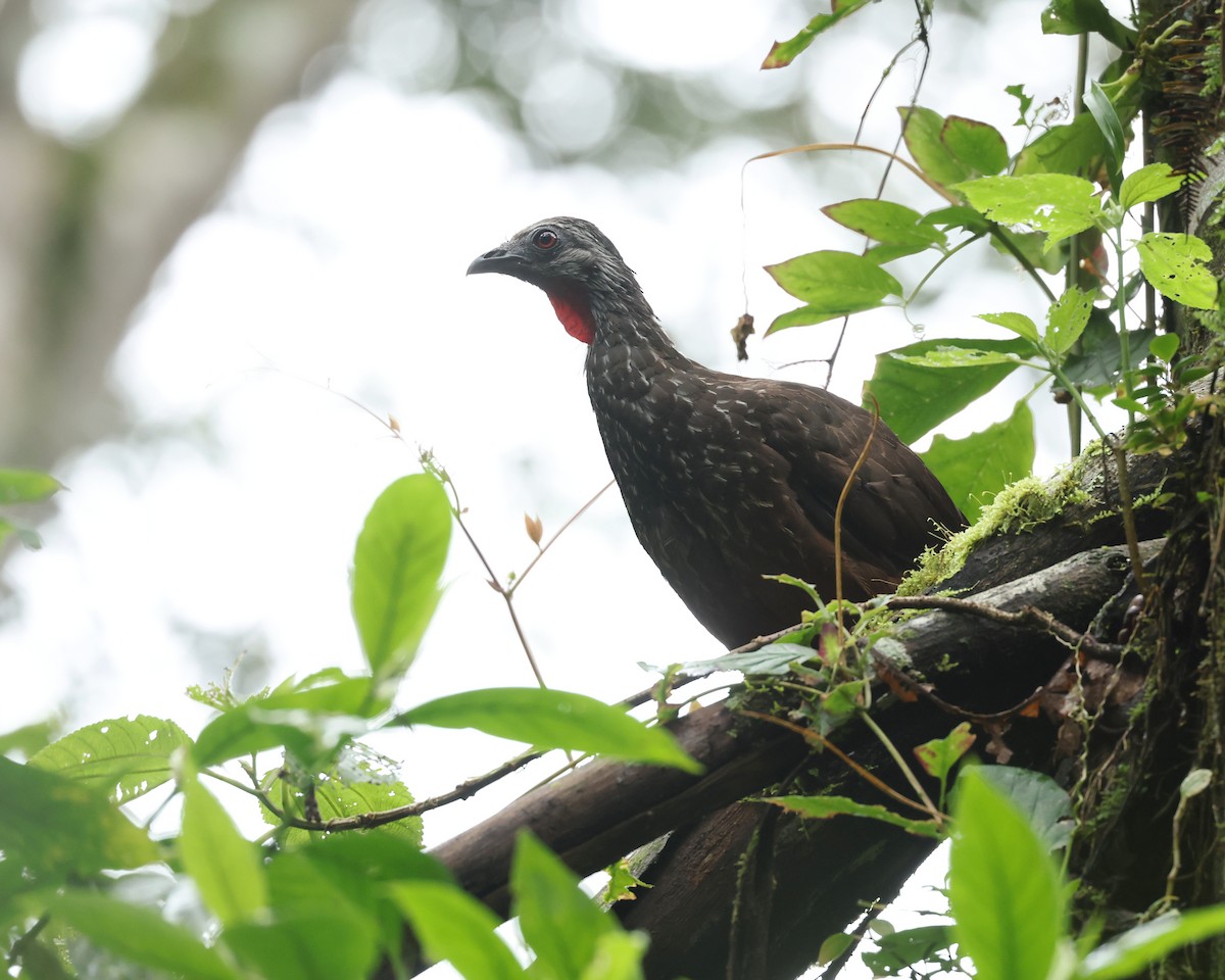 Andean Guan - ML643842670