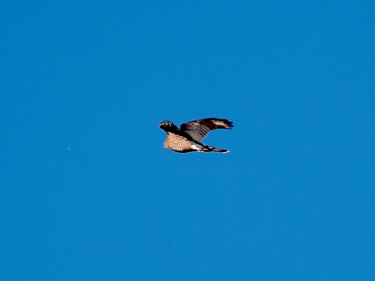 Cooper's Hawk - ML643842676