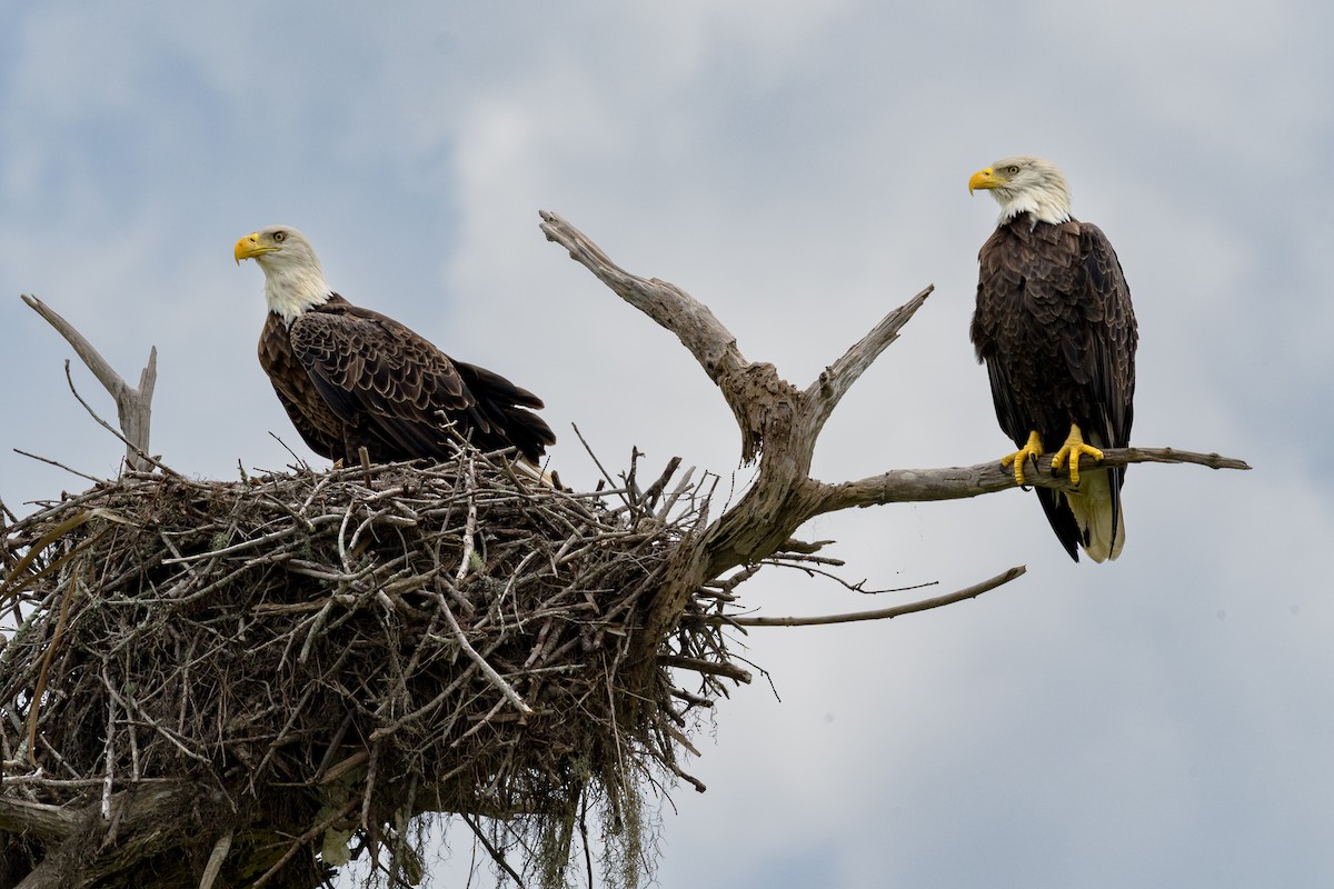 Bald Eagle - ML643842679
