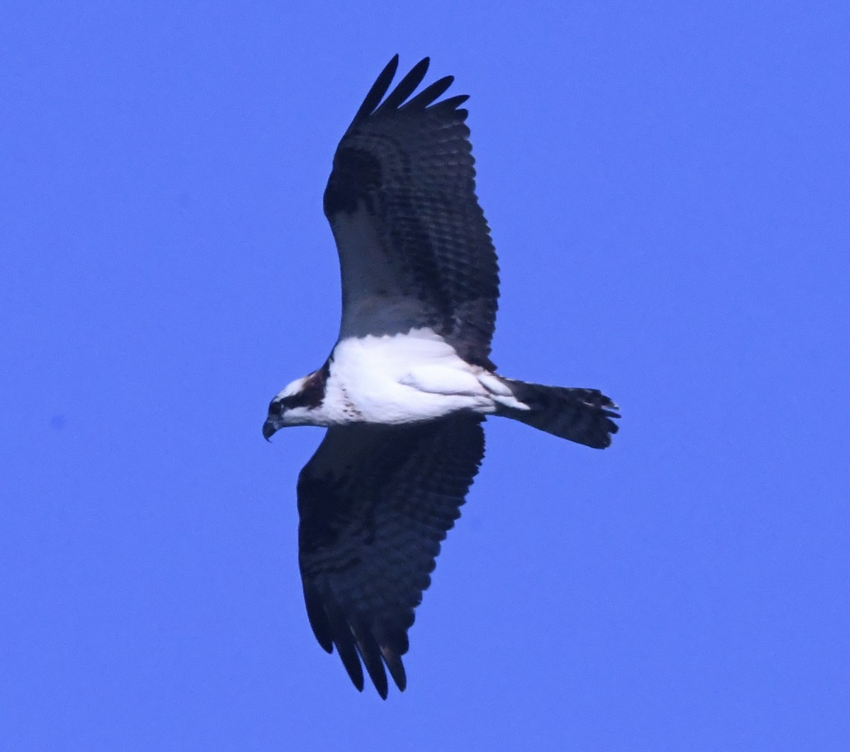 Osprey - ML643842683