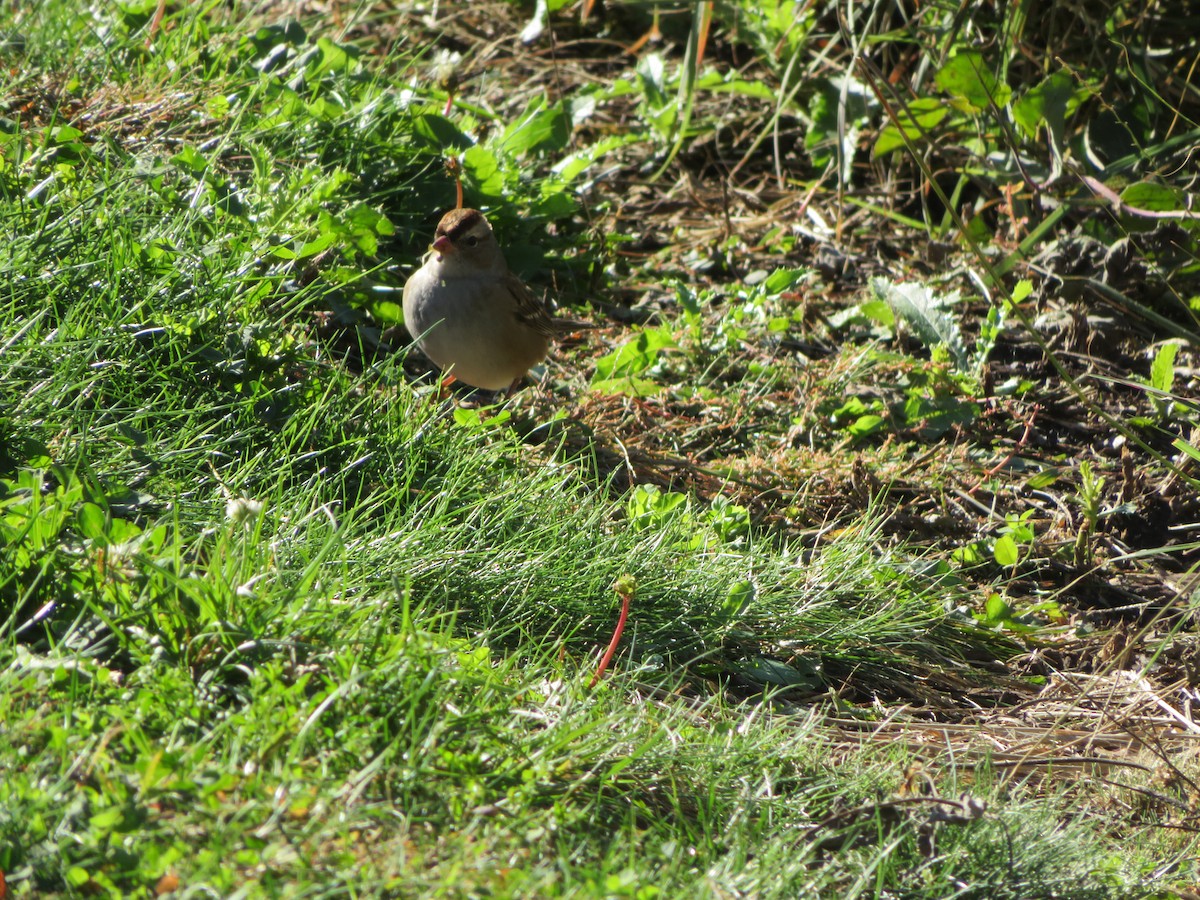 White-crowned Sparrow - ML643842700