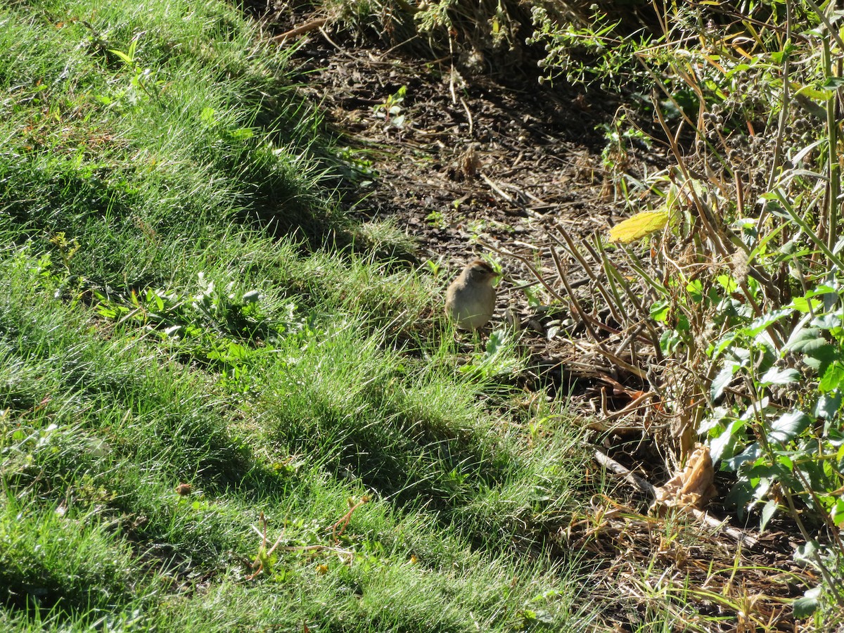 Chipping Sparrow - ML643842701