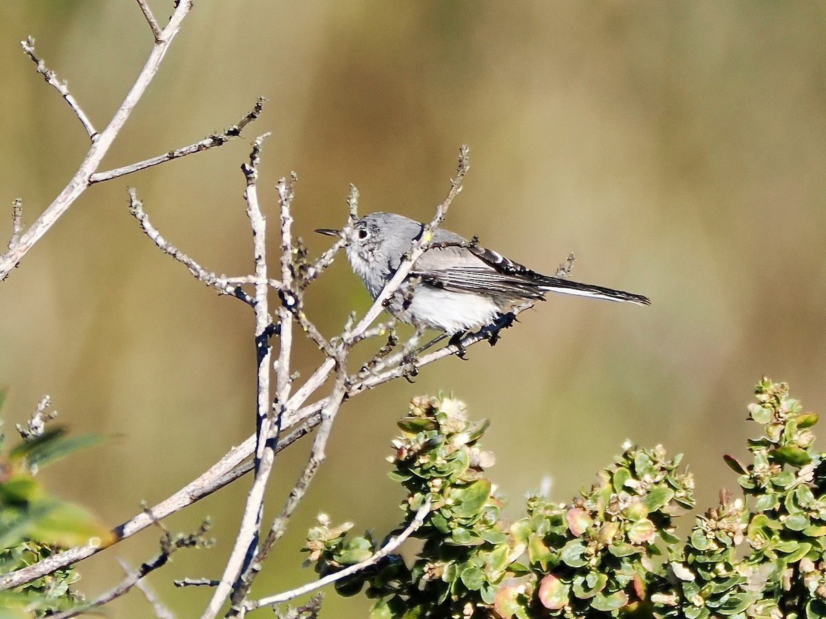Blue-gray Gnatcatcher - ML643842714