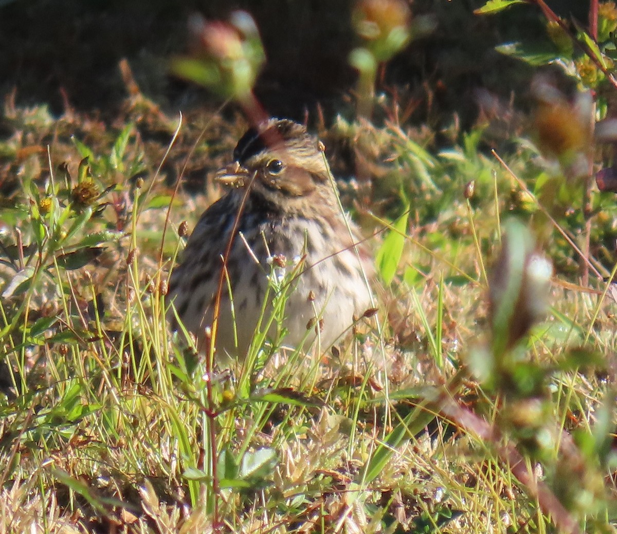 Savannah Sparrow - ML643842721
