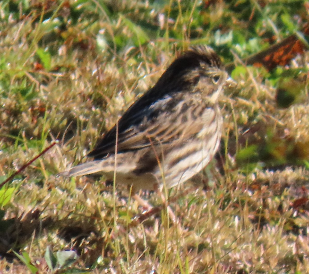 Savannah Sparrow - ML643842796