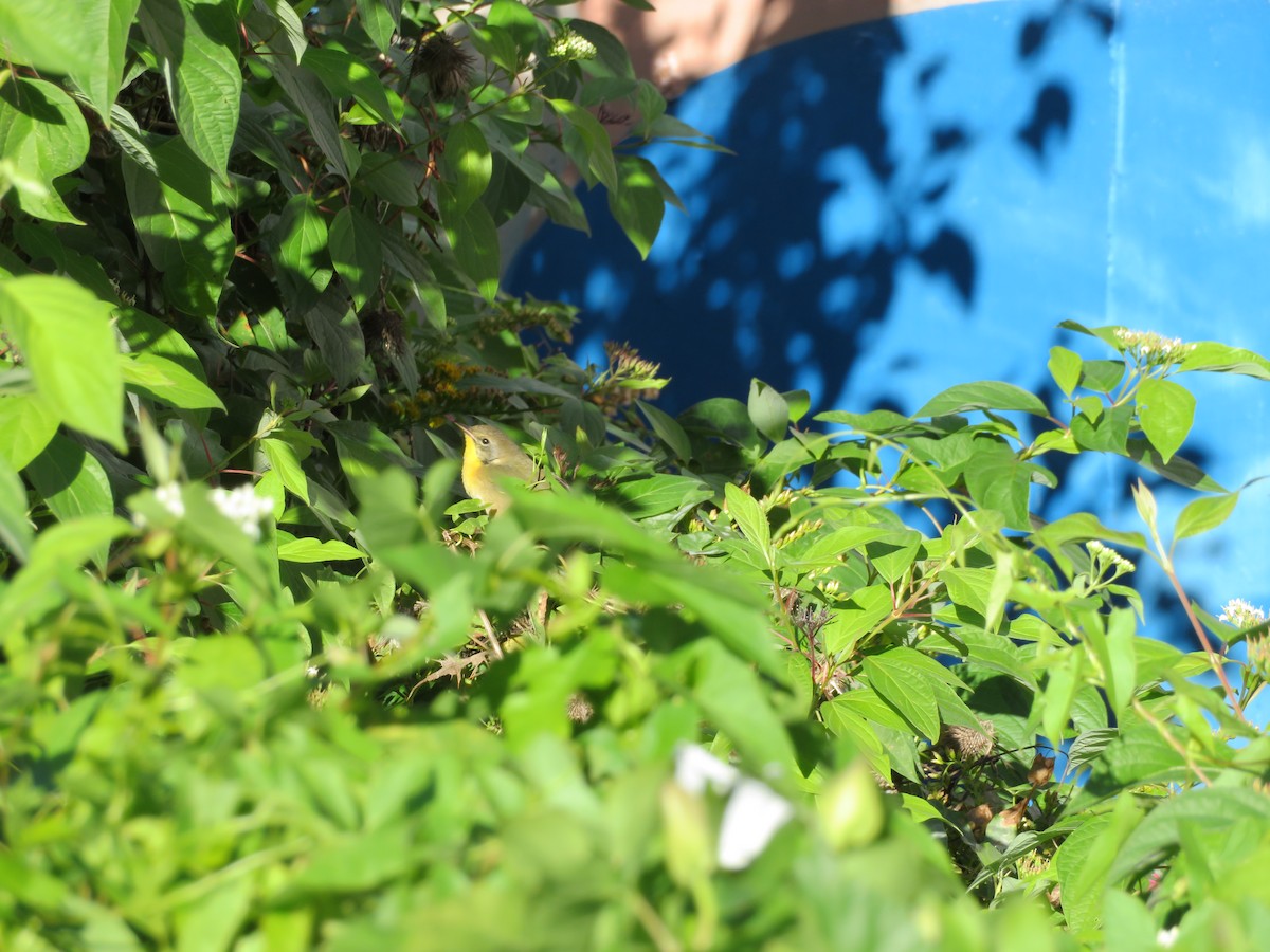 Common Yellowthroat - ML643842805