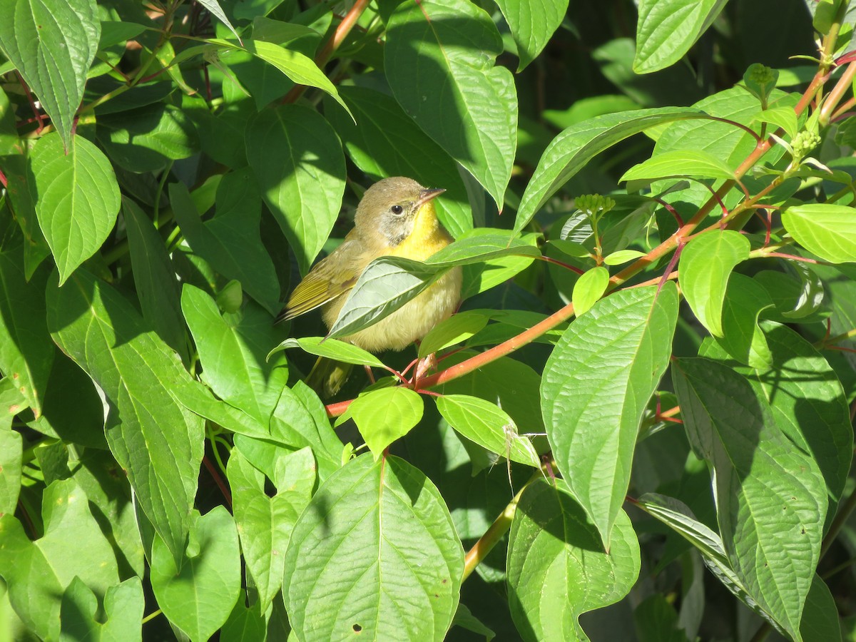 Common Yellowthroat - ML643842806